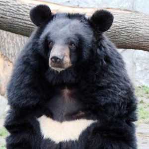 Ce este tratat pentru bilele de urs? Proprietățile și aplicarea bilei de urs