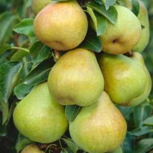 Ce este bergamotul: pere sau citrice?