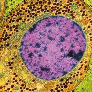 Ce este citoplasma? Structura, compoziția și proprietățile citoplasmei