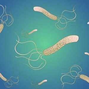 Ce este Helicobacter pylori? Tratamentul cu remedii folclorice
