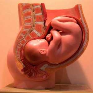 Ce este embriologia? Ce studiază știința embriologică?