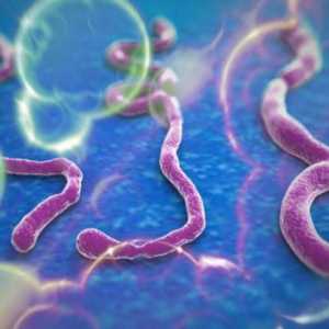 Ce este Ebola? Febra febrei: cauze, simptome, efecte