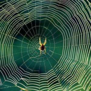 Ce este webul și de ce păianjenii îl tricotesc