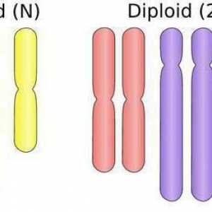 Ce este poliploidia? Ce rol joacă în reproducere și în natură
