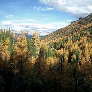 Ce este taiga? Păduri de conifere din taiga: descriere, floră și faună