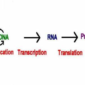 Ce este transcripția în biologie? Acesta este stadiul de sinteză a proteinelor