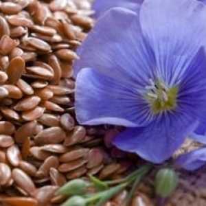 Semințe minunate de in. Proprietăți utile și contraindicații