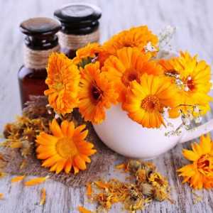 Calendula flori: proprietăți utile și contraindicații