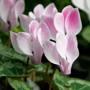 Cyclamen flower - un cadou original pentru sărbătorile de Anul Nou