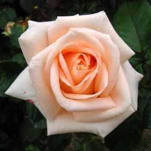 Цветок для влюбленных и романтиков - роза Осиана