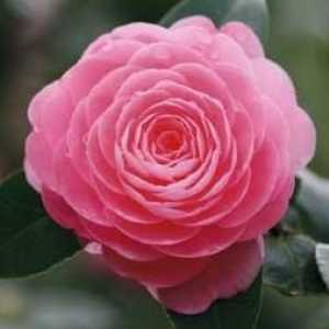 Floare de camellia: cum să ai grijă acasă