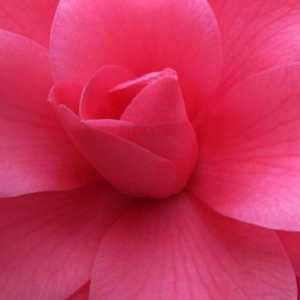 Floarea roz - cea mai buna decorare a site-ului