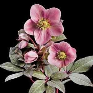 Floare cu flori roz: frumusete intr-un buchet si pe un pat de flori
