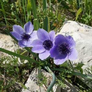 Flori anemone: plantare și îngrijire în aer liber