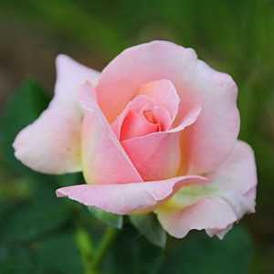 Flori de trandafir de ceai - cum să alegi