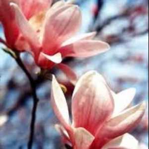 Magnolia flori. Îngrijire, reproducere