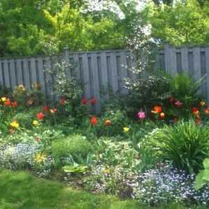 Flori de gradina: perene pentru cabane de vara si paturi de flori