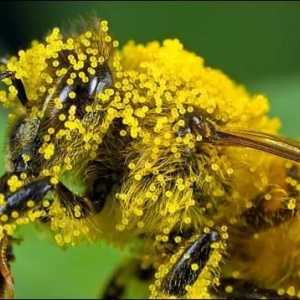 Cadouri de natură pentru protecția sănătății: polenul de flori - proprietăți utile și aplicații