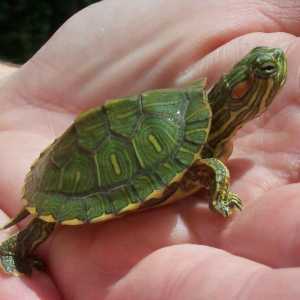 Broască cu broască țestoasă decorativă: Caracteristici de îngrijire