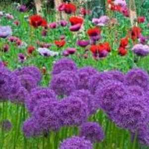 Allium decorativ arcul: plantare și îngrijire în zona de grădină