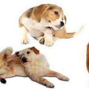 "Dexametazonă" pentru câini: instrucțiuni de utilizare, dozare, revizuiri ale medicilor…