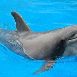 Dolphinarium în Rostov-on-Don: cât costă să faci prieteni cu un delfin?