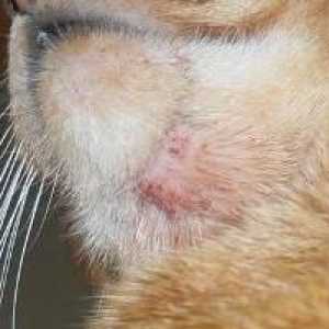 Demodecoză la o pisică: forme și simptome de infecție