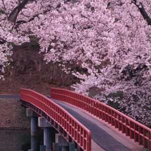Sakura: este o cireșă sau un prun?