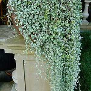 Dichondra "Cascadă argintie" - o plantă uimitoare