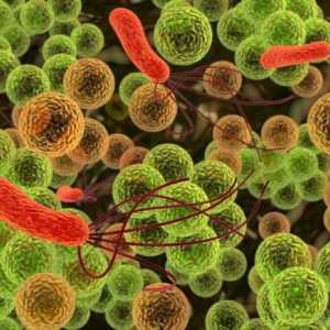 Disbacterioza: simptome. Disbacterioza intestinului la adulți și copii