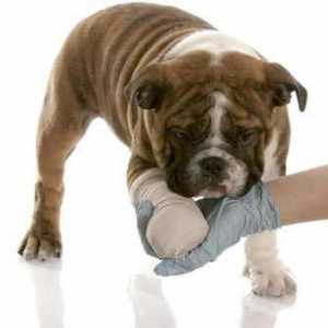 Displazia la câini: grad, cauze, tratament