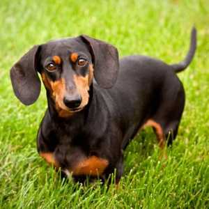 Un câine lung cu urechi lungi - ce este această rasă?