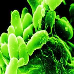 Pentru ce sunt folosite bifidobacteriile? Conținutul bifidobacteriilor este scăzut: ce trebuie să…