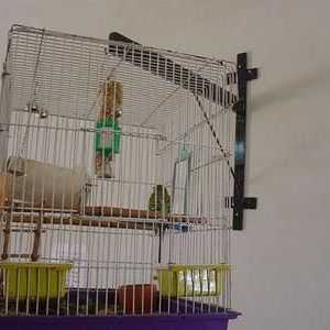 Animale domestice: papagal ondulat - întreținere și îngrijire