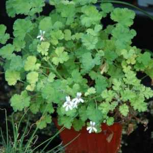 Home geranium: proprietăți medicinale