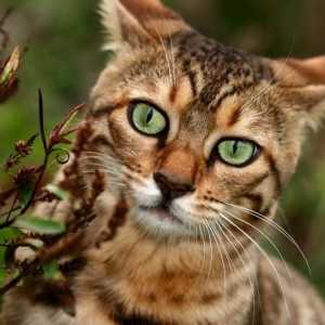 Acasă pisica leopard - întruparea harului și rafinament