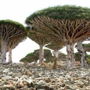 Vizitarea insulei Socotra. Unde este insula Socotra?