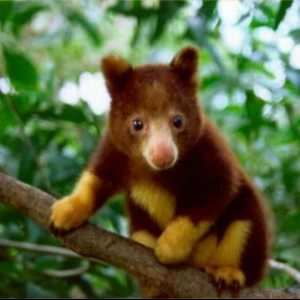 Kangaroo de lemn este un animal uimitor