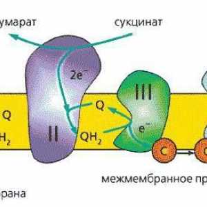 Lant respirator: enzime funcționale