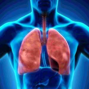 Sistemul respirator: structura organelor. Pleura este ... Cavitatea pleurală a plămânilor