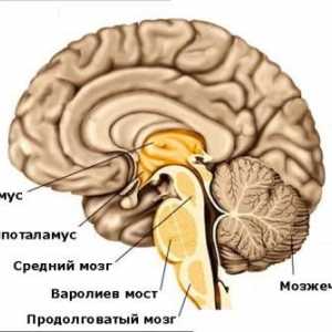 Centrul respirator este situat în partea inferioară a creierului uman