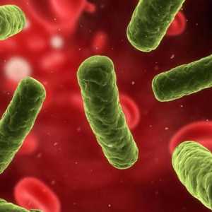 Enterobacter cloacae: normă și patologie