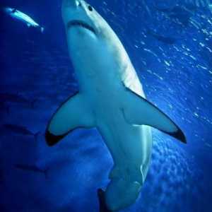 Există rechini în Marea Mediterană? Tipuri de rechini