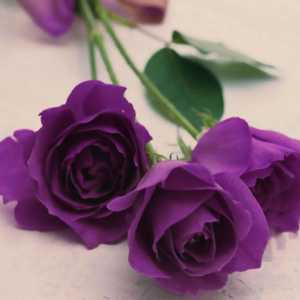 Există trandafiri purpurii în natură?