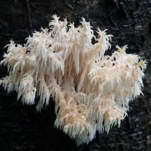 Blackberry coral: descriere, locație, proprietăți