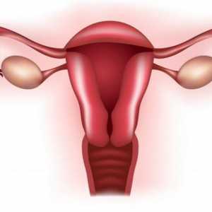 Tubul talpa faloopă la femei - ce este? Inflamația tuburilor uterine. Obstrucția tuburilor uterine