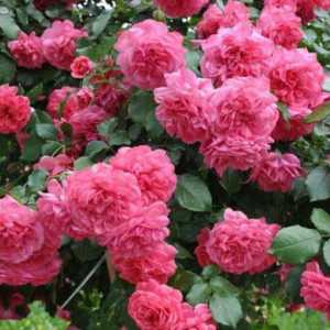 Favorit de grădinari: Rosa `rosariumium yuttersen`