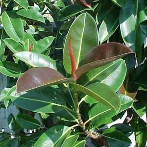 Ficus robusta: informații generale și cultivare