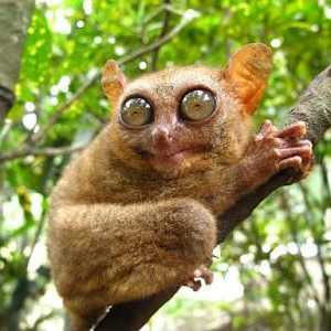 Filipine tarsier: fapte interesante, fotografie