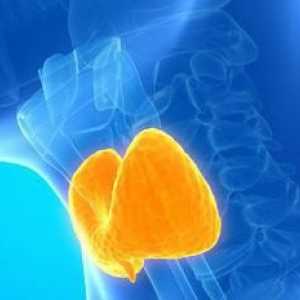 Folosirea foliculară a glandei tiroide - ce este? Caracteristicile și simptomele clinice